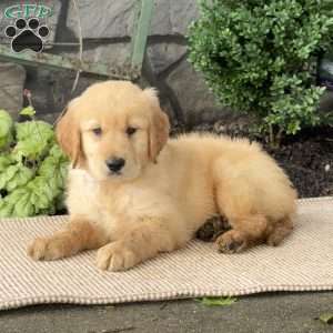 Eddie, Golden Retriever Puppy