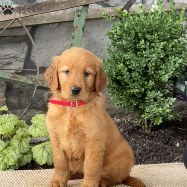 Eva, Golden Retriever Puppy