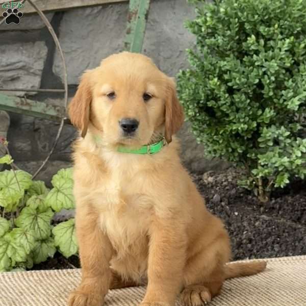 Emily, Golden Retriever Puppy