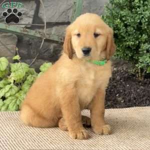 Emily, Golden Retriever Puppy