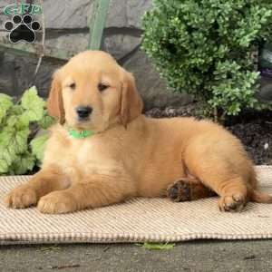 Emily, Golden Retriever Puppy