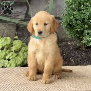 Erin, Golden Retriever Puppy