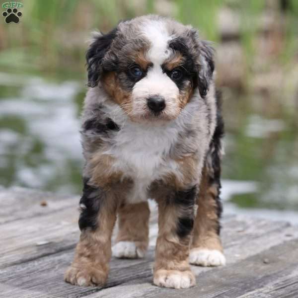 Leo, Bernedoodle Puppy