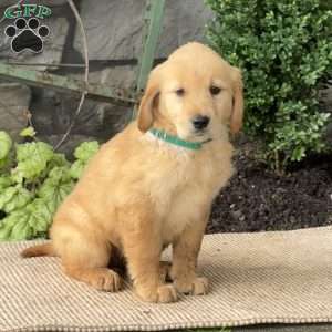 Erin, Golden Retriever Puppy