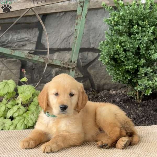 Erin, Golden Retriever Puppy