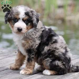 Leo, Bernedoodle Puppy