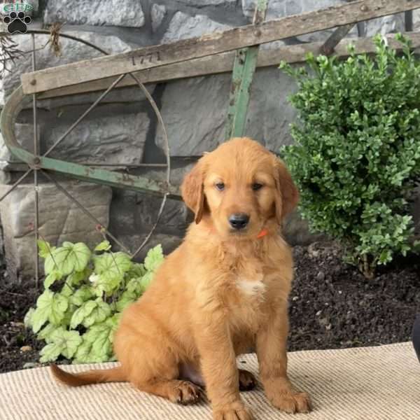 Elliot, Golden Retriever Puppy
