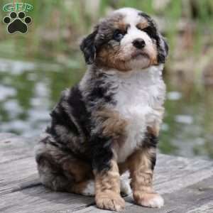 Leo, Bernedoodle Puppy