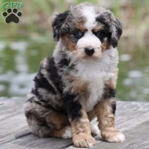 Leo, Bernedoodle Puppy