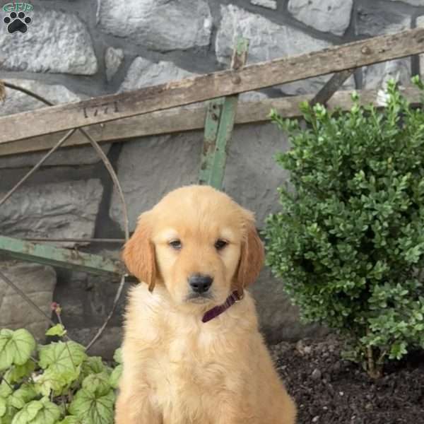 Ernie, Golden Retriever Puppy