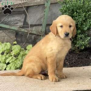 Ernie, Golden Retriever Puppy
