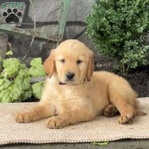 Ernie, Golden Retriever Puppy