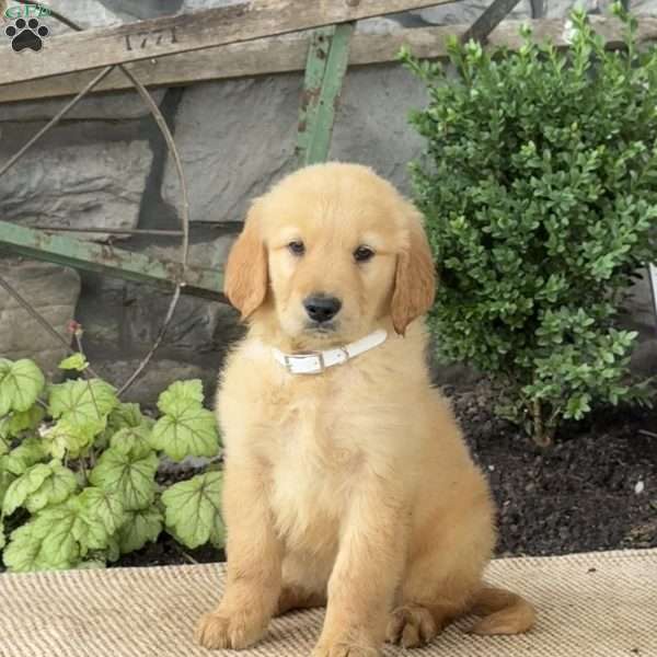 Evan, Golden Retriever Puppy
