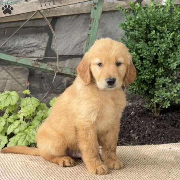 Eric, Golden Retriever Puppy