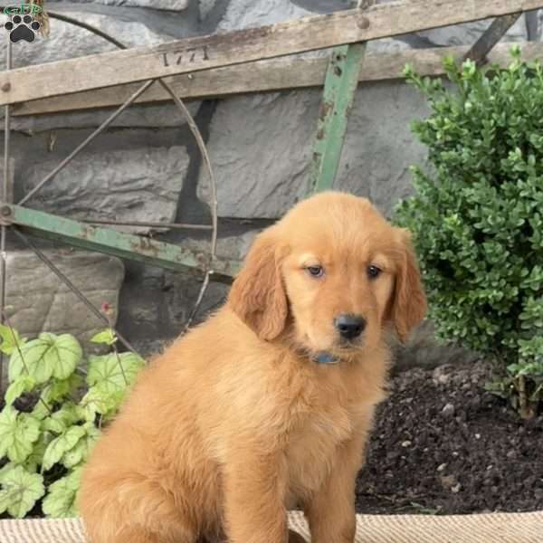 Elton, Golden Retriever Puppy