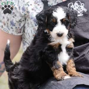Lewis, Bernedoodle Puppy