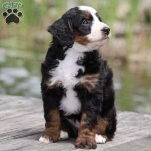 Lewis, Bernedoodle Puppy