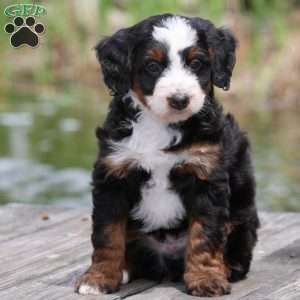 Lewis, Bernedoodle Puppy