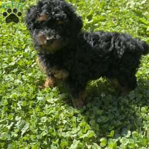 Penny, Toy Poodle Puppy
