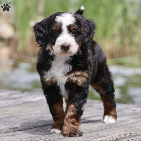 Lewis, Bernedoodle Puppy