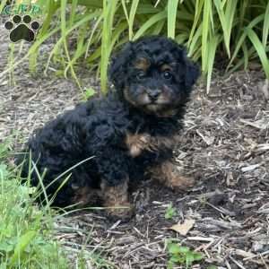 Penny, Toy Poodle Puppy