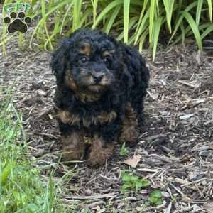 Penny, Toy Poodle Puppy