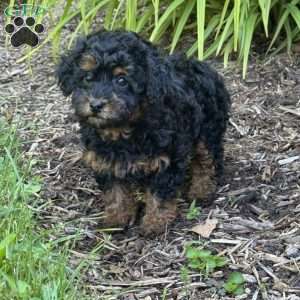 Penny, Toy Poodle Puppy