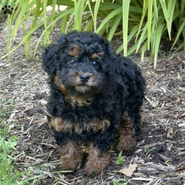 Penny, Toy Poodle Puppy
