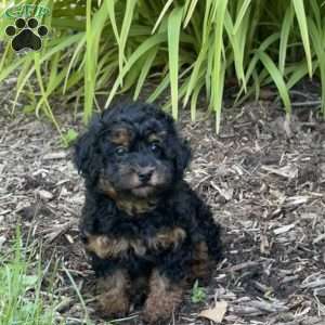 Penny, Toy Poodle Puppy