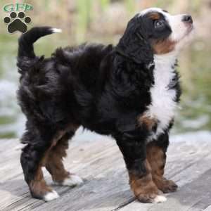 Lewis, Bernedoodle Puppy