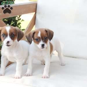 Walter, Cavalier King Charles Mix Puppy