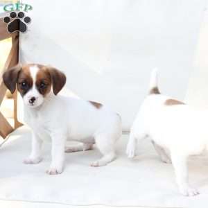 Walter, Cavalier King Charles Mix Puppy
