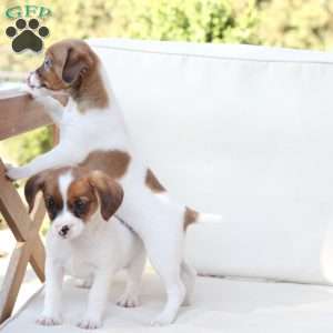 Walter, Cavalier King Charles Mix Puppy