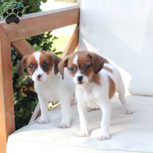 Walter, Cavalier King Charles Mix Puppy