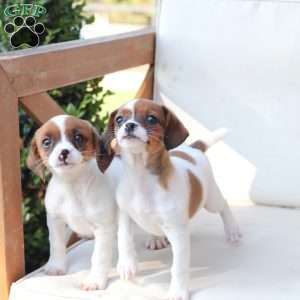 Walter, Cavalier King Charles Mix Puppy