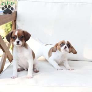 Walter, Cavalier King Charles Mix Puppy
