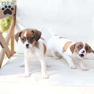 Walter, Cavalier King Charles Mix Puppy