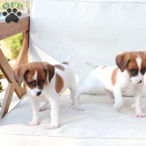 Walter, Cavalier King Charles Mix Puppy
