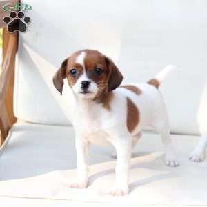 Walter, Cavalier King Charles Mix Puppy