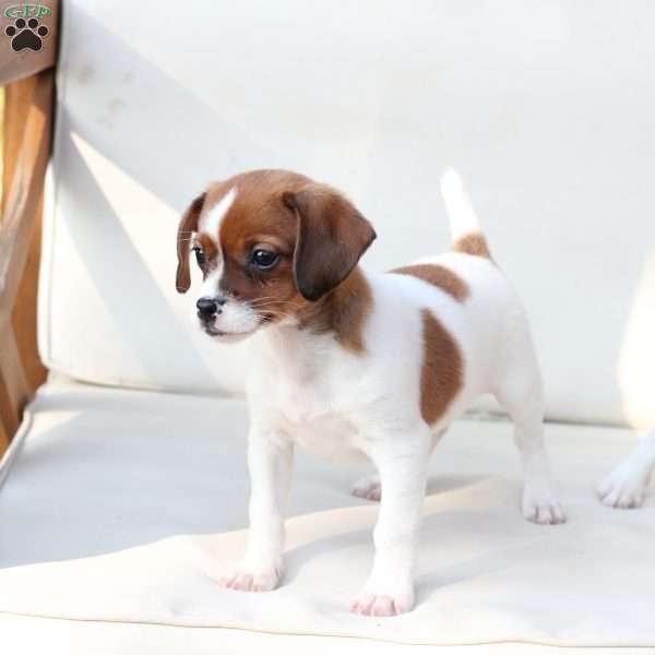 Walter, Cavalier King Charles Mix Puppy