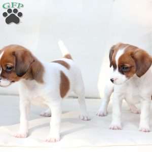 Walter, Cavalier King Charles Mix Puppy
