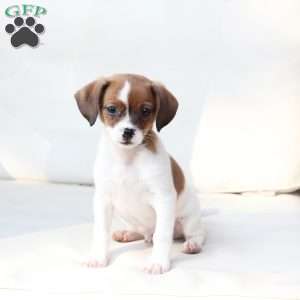 Walter, Cavalier King Charles Mix Puppy