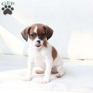 Walter, Cavalier King Charles Mix Puppy