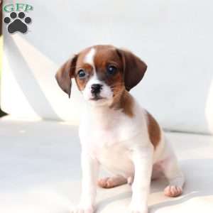 Walter, Cavalier King Charles Mix Puppy