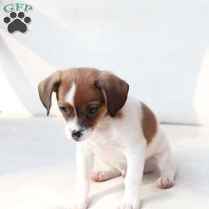 Walter, Cavalier King Charles Mix Puppy