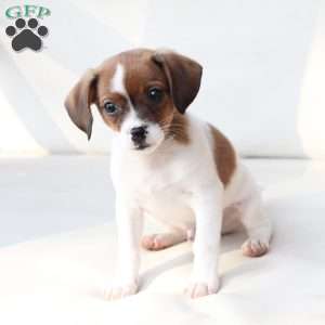 Walter, Cavalier King Charles Mix Puppy