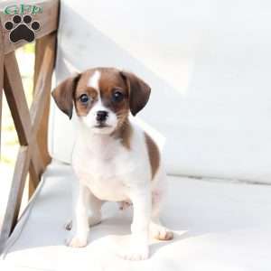 Walter, Cavalier King Charles Mix Puppy