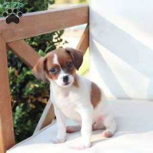 Walter, Cavalier King Charles Mix Puppy