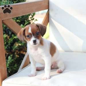 Walter, Cavalier King Charles Mix Puppy
