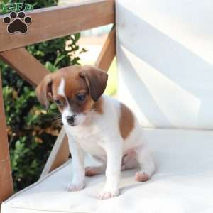 Walter, Cavalier King Charles Mix Puppy
